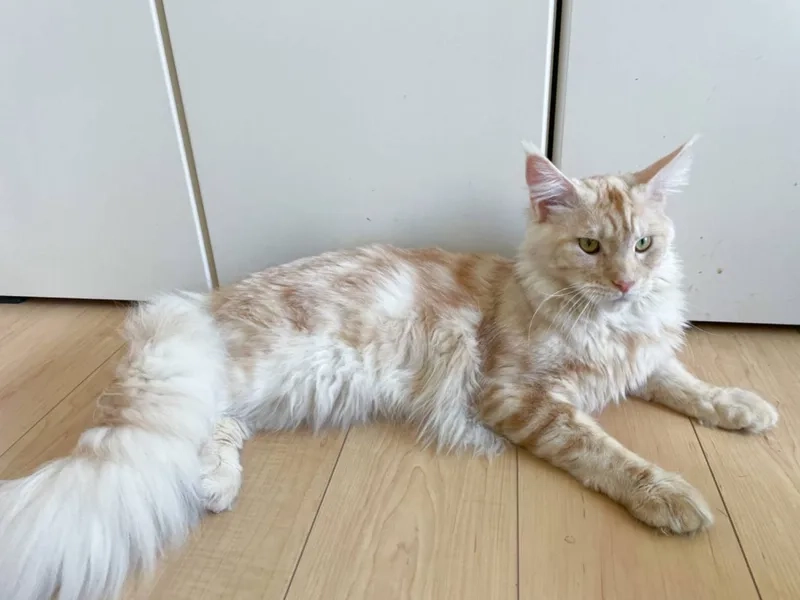 Cập nhật chi tiết thông tin mèo Maine Coon