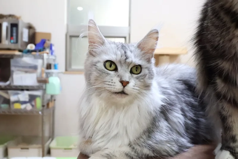 Nhận biết nhanh đặc điểm mèo Maine Coon