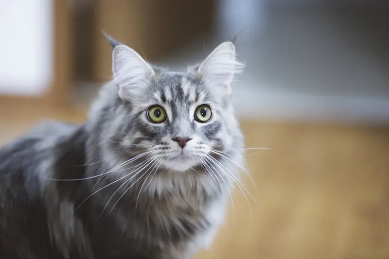 Khám phá tính cách đáng yêu của tính cách mèo Maine Coon
