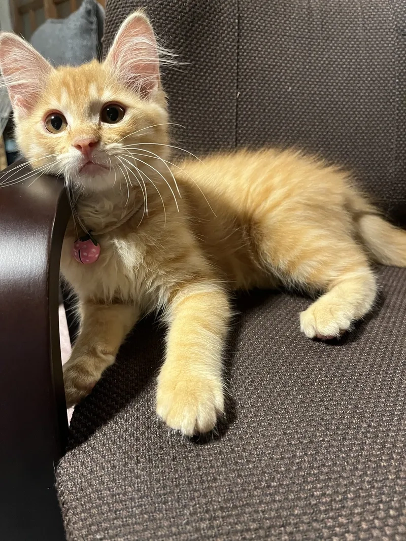 Khám phá sự đa dạng Màu sắc Mèo Maine Coon