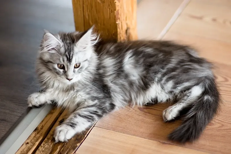 Giải pháp tiết kiệm với Mèo Maine Coon giá rẻ
