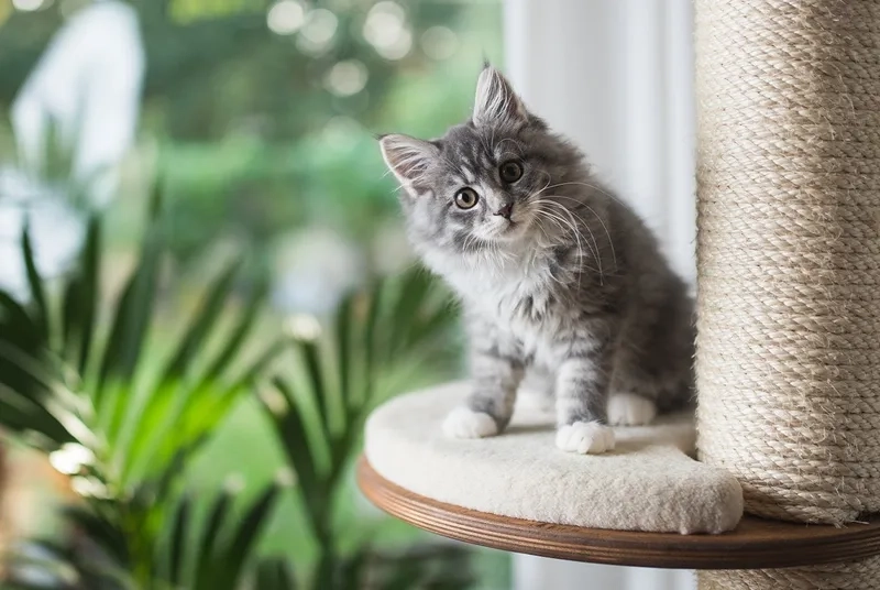 Nuôi dưỡng thú cưng chất lượng mèo Maine Coon thuần chủng