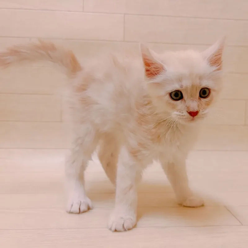 Đặc điểm nổi bật của mèo Maine Coon lông dài đặc điểm