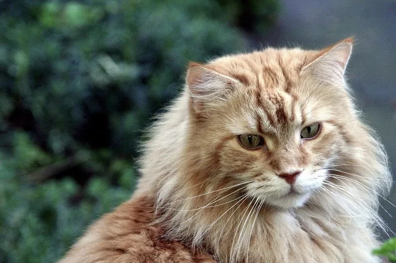 Chăm sóc thú cưng nhỏ xinh thú cưng mèo Maine Coon