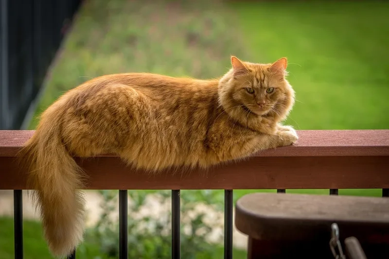 Nguồn gốc của mèo Maine Coon cực kỳ thú vị