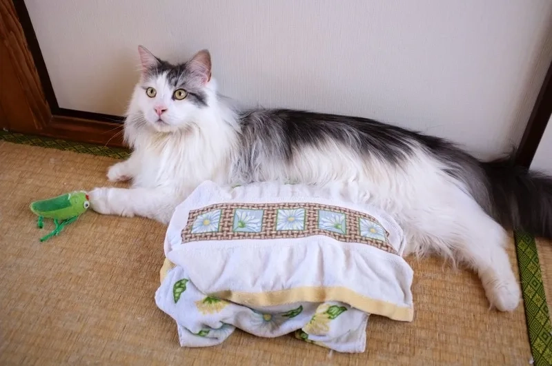 Ngắm bộ lông mềm mại ảnh mèo maine coon
