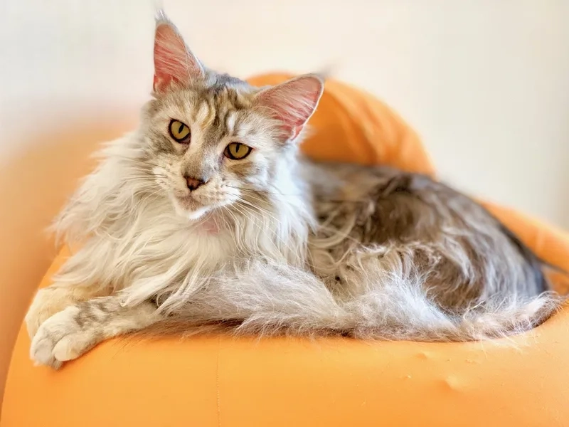 Khám phá vẻ đẹp thanh lịch hình mèo maine coon