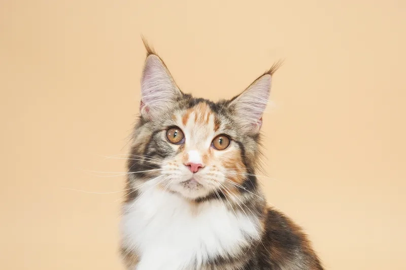 Chia sẻ kinh nghiệm hay kinh nghiệm nuôi mèo Maine Coon