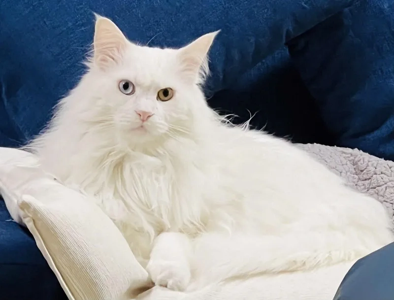 Thông tin thú vị về tuổi thọ mèo Maine Coon