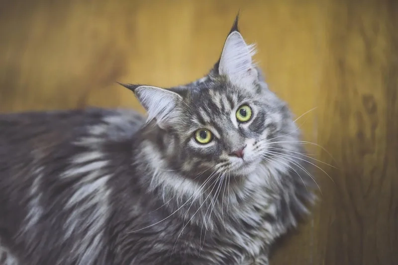 Kích thước lý tưởng của kích thước mèo Maine Coon khi trưởng thành