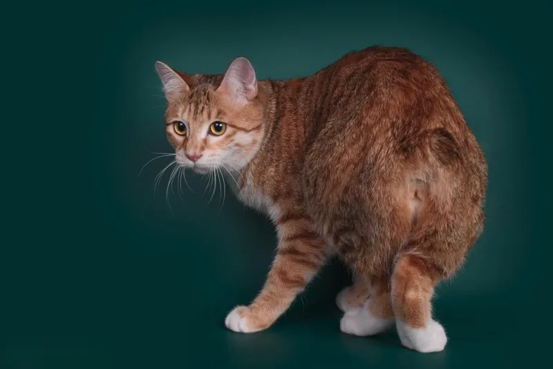 Ngắm vẻ đáng yêu của ảnh Mèo Manx