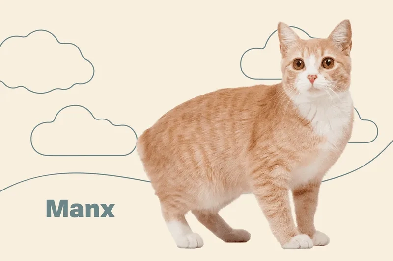 Nhanh tay Mua Mèo Manx uy tín và chất lượng