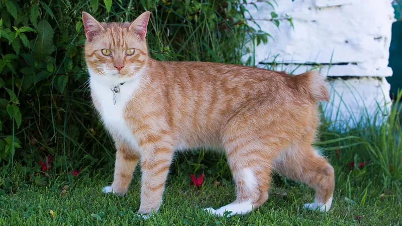 Hiểu rõ tuổi thọ mèo Manx và cách chăm sóc