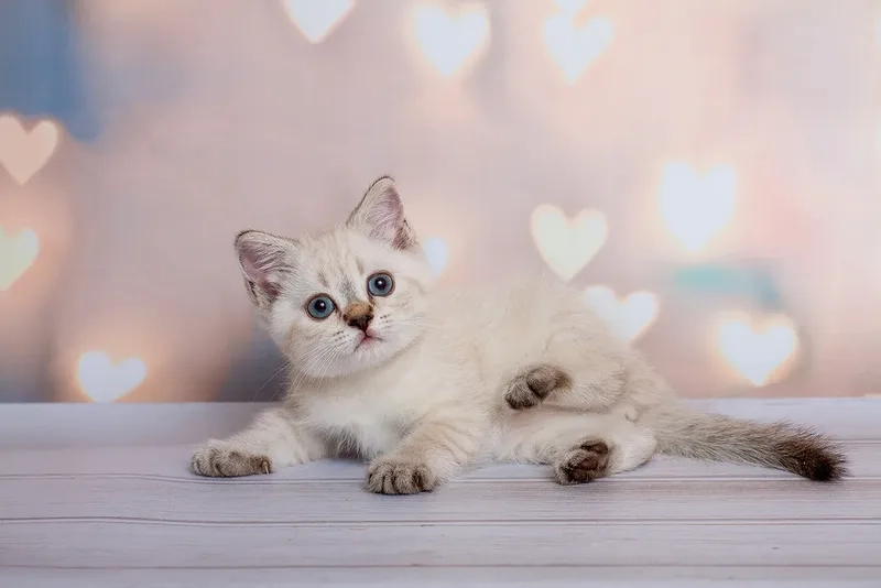 Khám phá vẻ đáng yêu của ảnh Mèo Munchkin