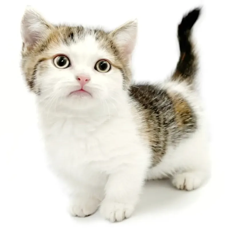 Chăm sóc thú cưng với mèo munchkin