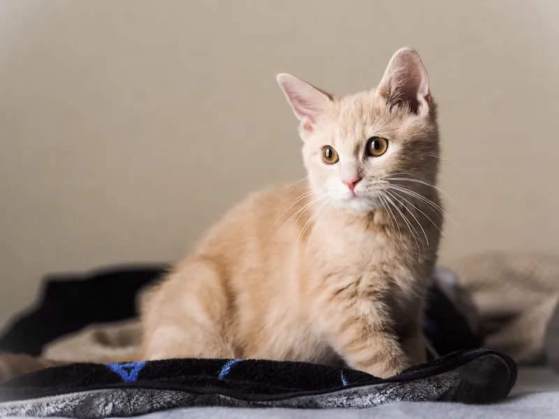 Ngắm nhìn dễ thương của ảnh mèo munchkin