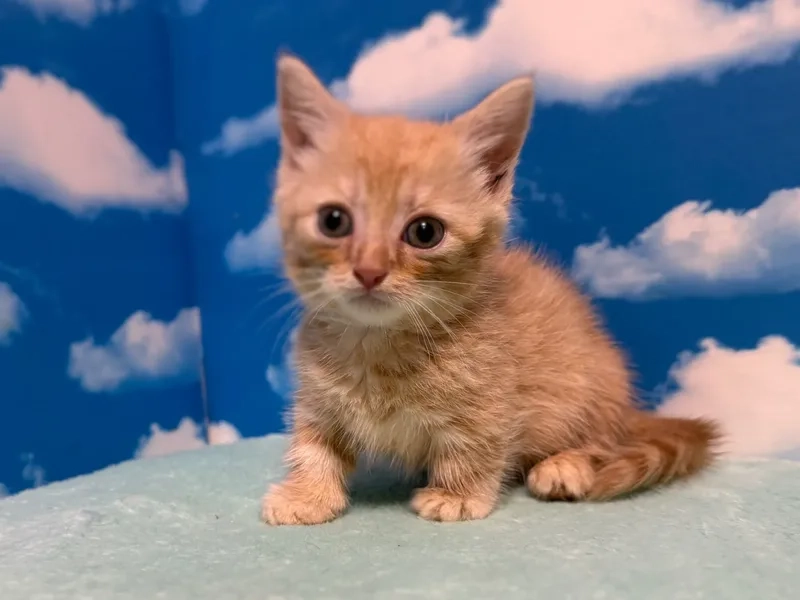 Chăm sóc dễ dàng thú cưng mèo Munchkin