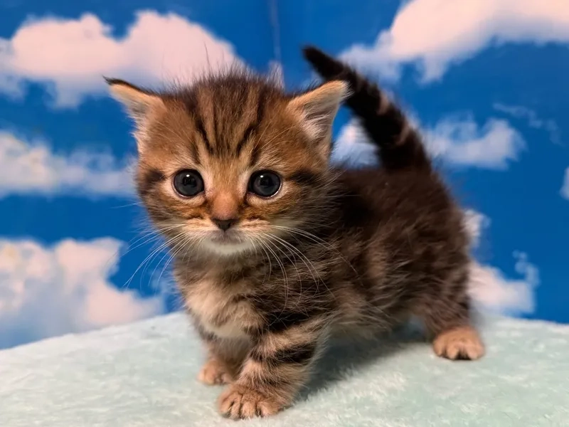 Giới thiệu loài quý phái giống mèo munchkin