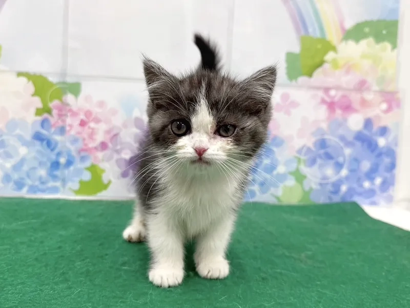 Ngắm bộ lông mềm mại munchkin lông dài