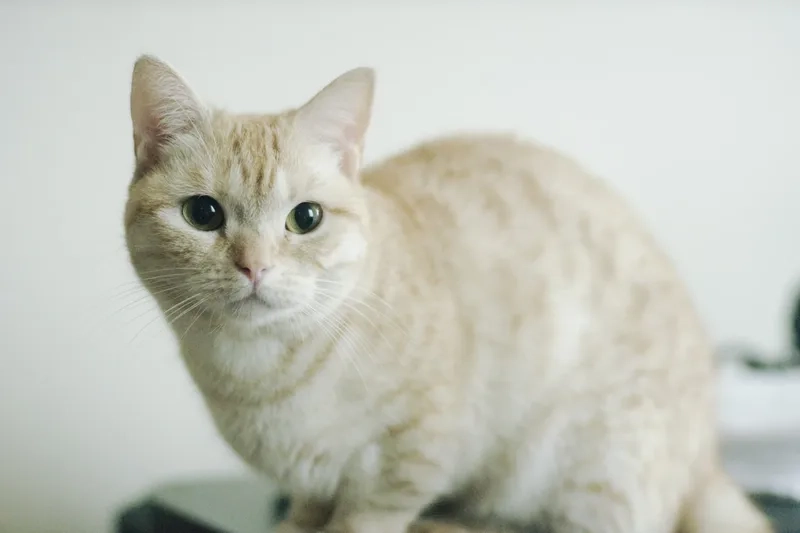 Thú cưng nhỏ xinh mèo lùn munchkin