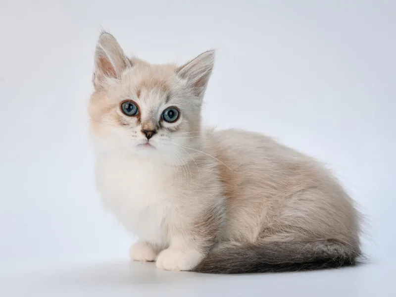 Cảnh báo sức khỏe bệnh thường gặp mèo Munchkin