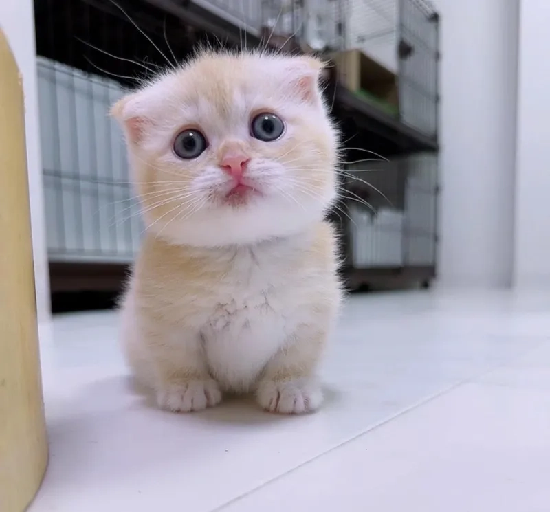 Kích thước lý tưởng của kích thước mèo Munchkin khi trưởng thành