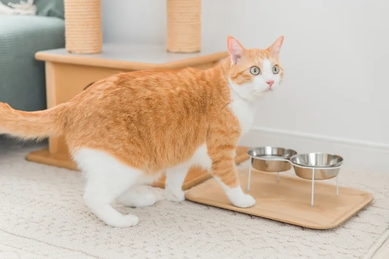 Hiểu rõ tuổi thọ mèo Mướp và cách chăm sóc