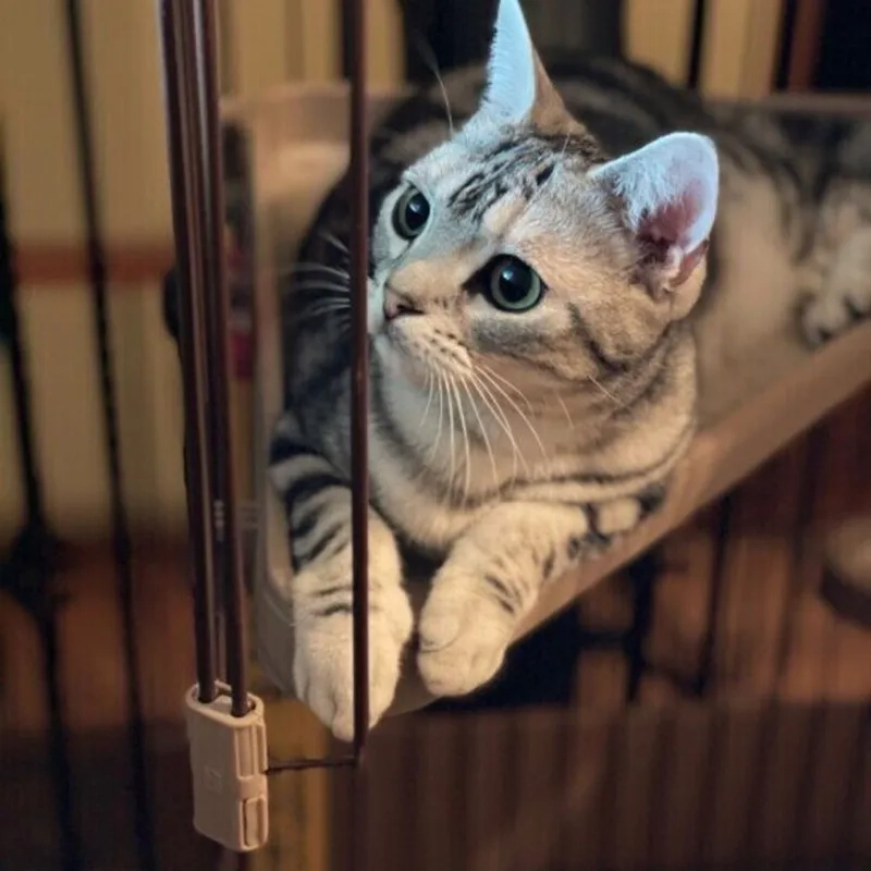 Tất tần tật thông tin mèo Mỹ lông ngắn bạn cần biết