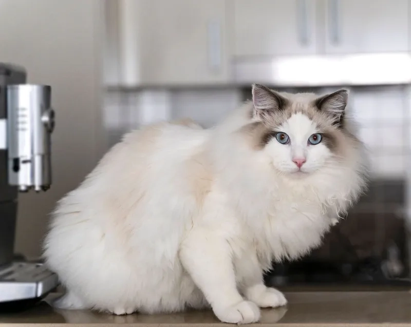 Khám phá vẻ đáng yêu của ảnh Mèo Ragdoll