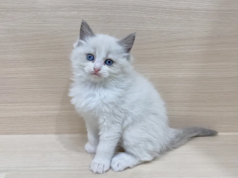Cập nhật mới nhất ảnh mèo ragdoll cho bạn