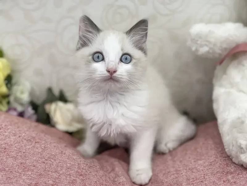 Chọn lọc kỹ thuật nuôi giống mèo ragdoll