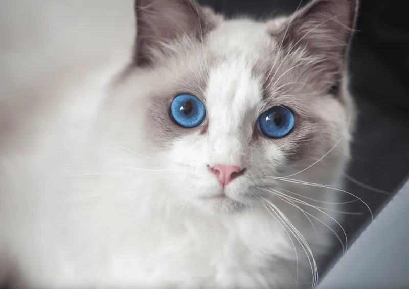 Ngắm bộ lông mềm mại hình ảnh mèo Ragdoll đẹp