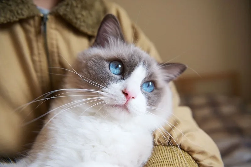 Tìm hiểu chi tiết thông tin mèo Ragdoll