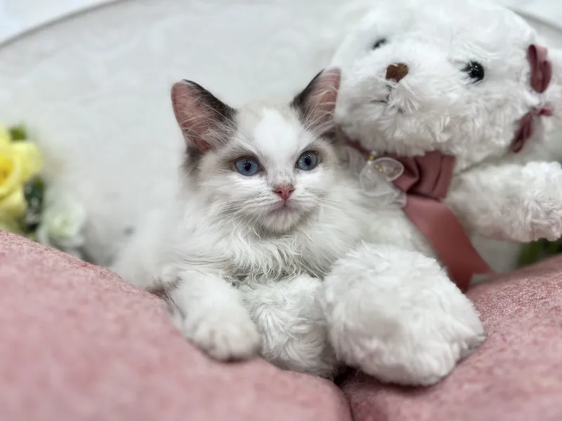 Nhận biết nhanh đặc điểm mèo Ragdoll