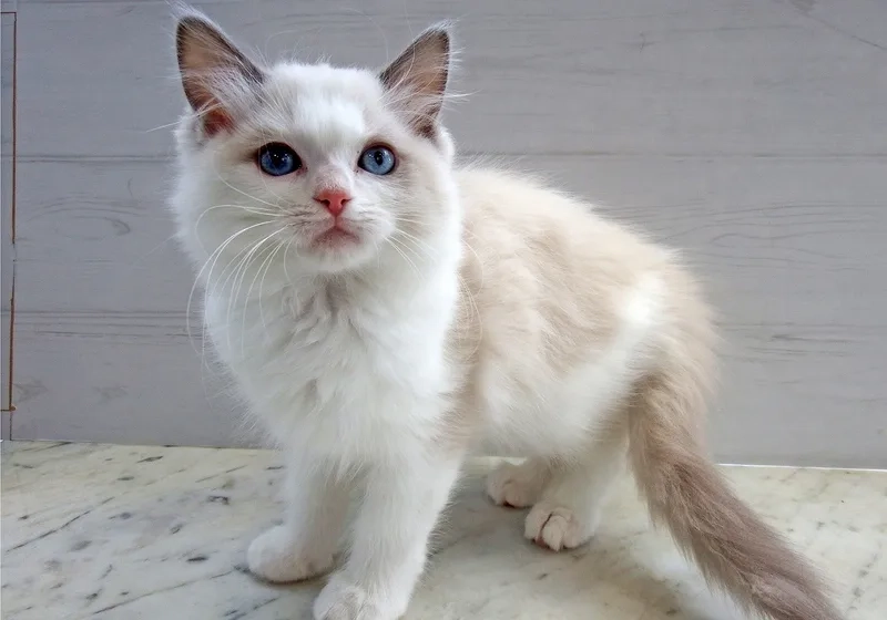 Khám phá tính cách thú vị của tính cách mèo Ragdoll