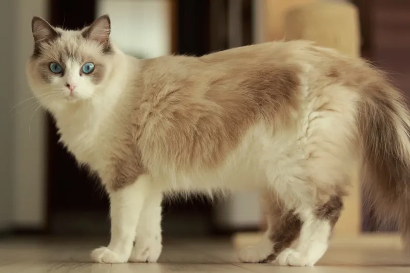 Hướng dẫn chuẩn cách nuôi mèo Ragdoll tại nhà