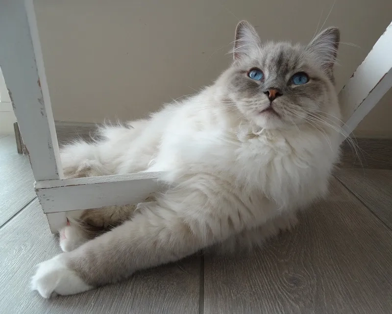 Chăm sóc thú cưng yêu quý thú cưng mèo Ragdoll
