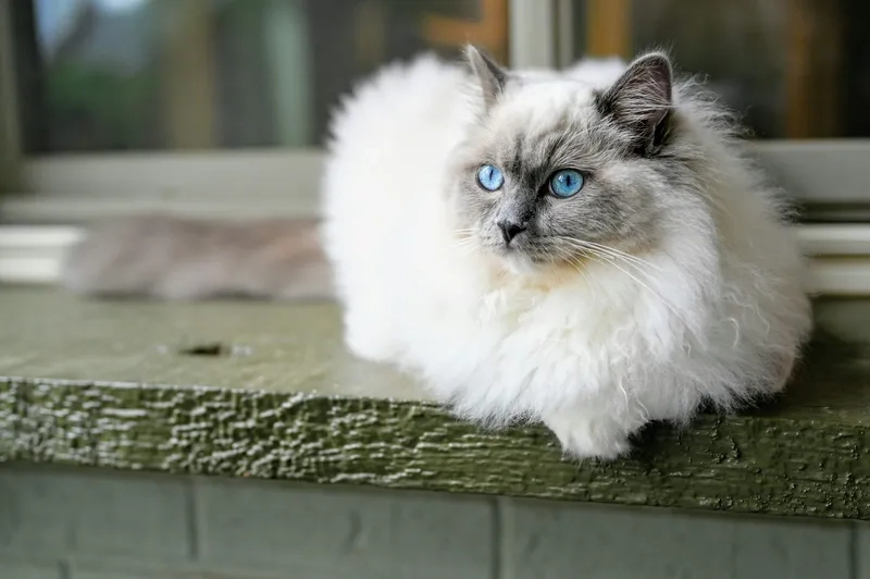 Hướng dẫn chi tiết nuôi mèo Ragdoll tại nhà