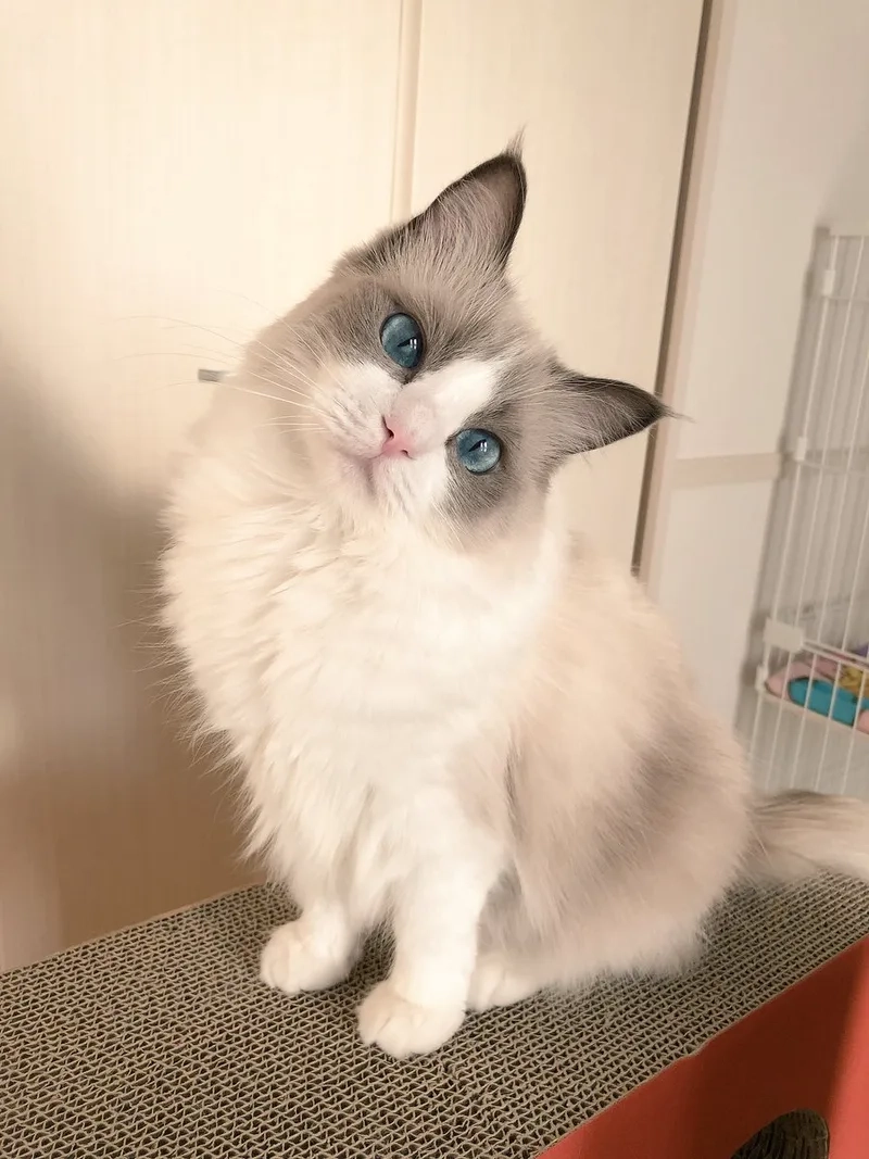 Bộ sưu tập các bé mèo Ragdoll thuần chủng