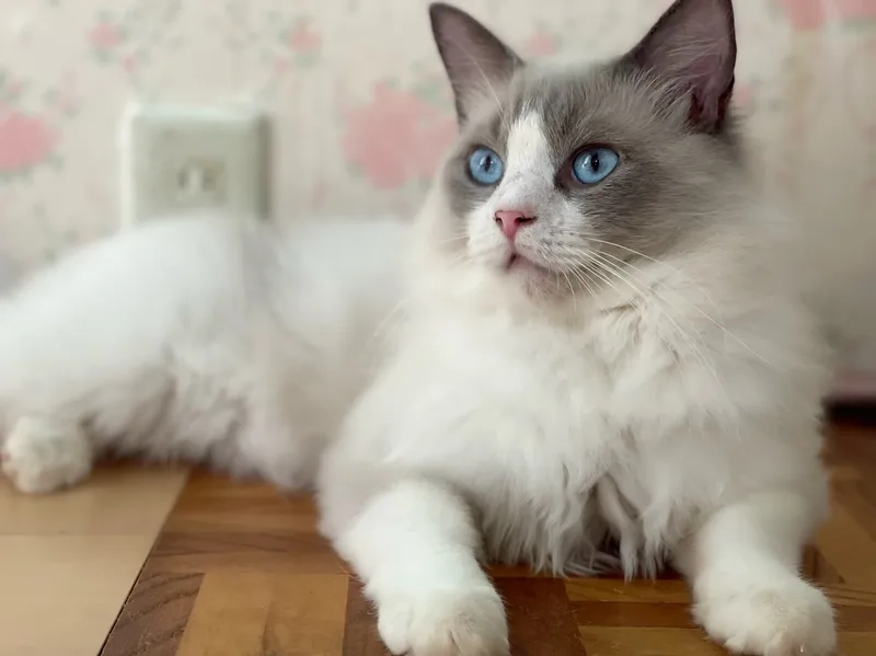 Thú cưng nhỏ xinh mèo Ragdoll kitten