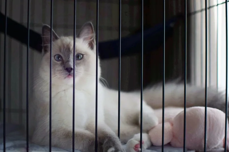 Chọn lọc chất lượng với mèo ragdoll thuần chủng