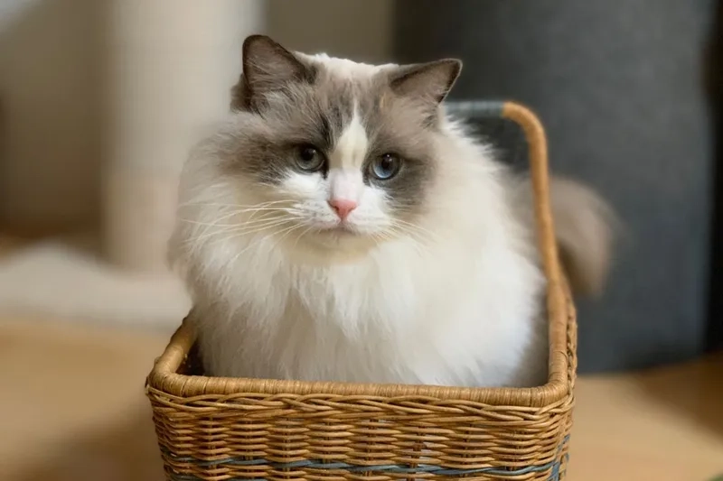 Ngắm vẻ thanh lịch của mèo ragdoll đẹp