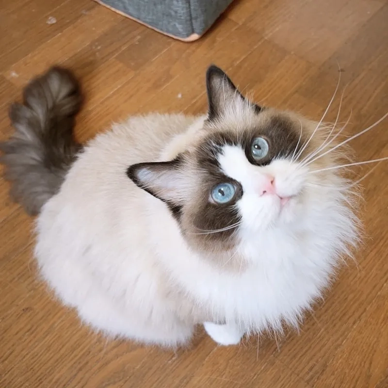 Khám phá đặc điểm lông xinh hình mèo ragdoll