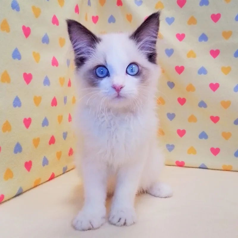 Tìm hiểu bộ lông mềm mại mèo Ragdoll lông dài đặc điểm