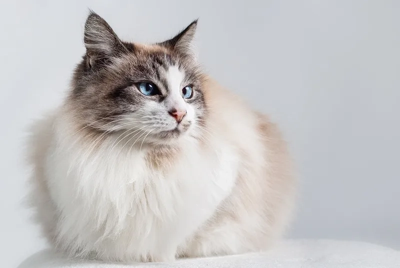 Chia sẻ kinh nghiệm nuôi kinh nghiệm nuôi mèo Ragdoll