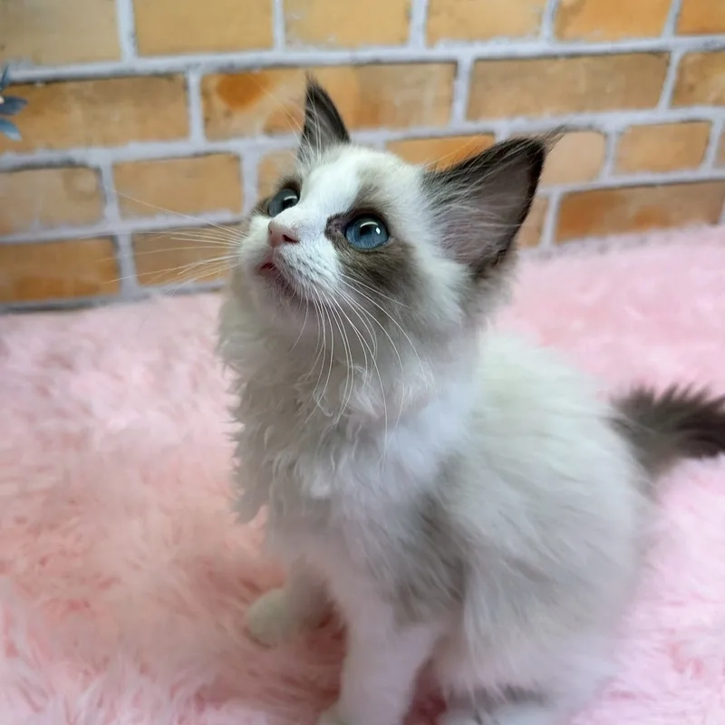 Thông tin thú vị về tuổi thọ mèo Ragdoll