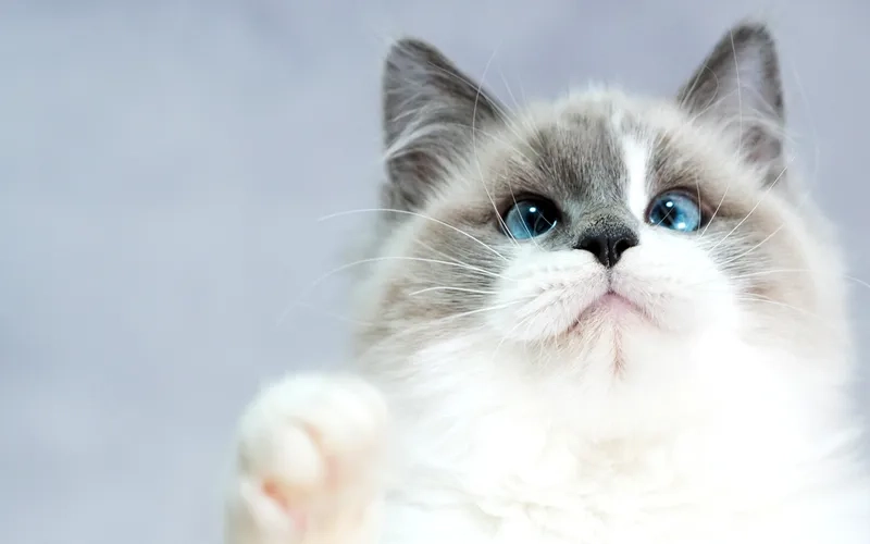 Kích thước lý tưởng của kích thước mèo Ragdoll khi trưởng thành