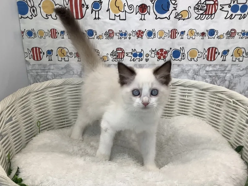 Giải pháp tiết kiệm với mèo Ragdoll giá rẻ
