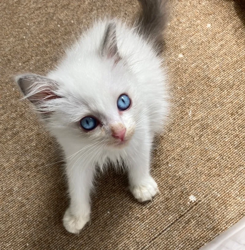 Nguồn gốc của mèo Ragdoll