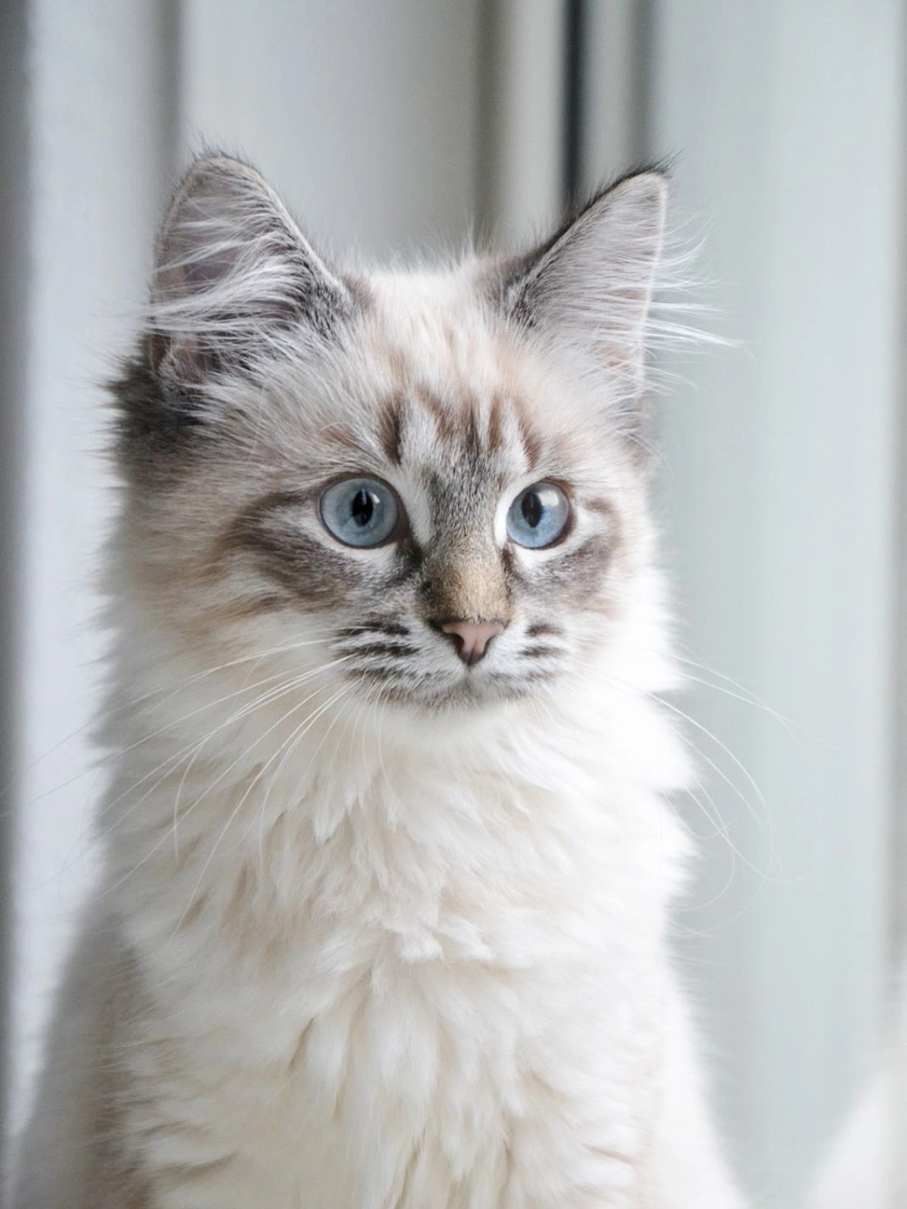 So sánh kích thước mèo rừng Na Uy và Maine Coon khổng lồ